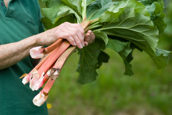 rhubarb stalks